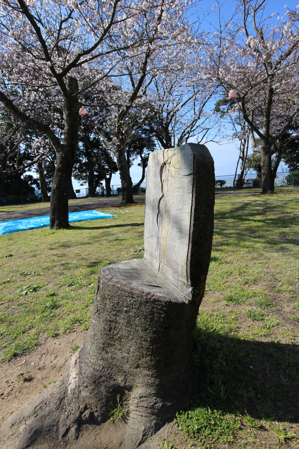 桜椅子