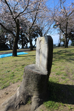 桜椅子