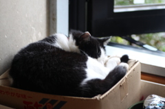 タムキューで( ˘ω˘)ｽﾔｧ