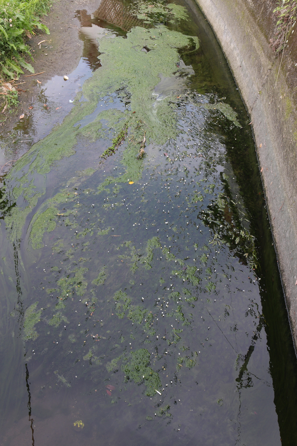 地上の天の川