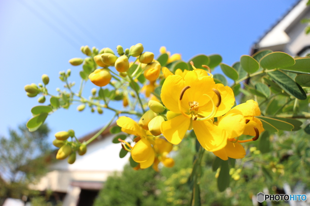 何の花だろう？