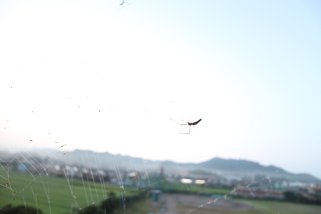 蜘蛛の巣越しに見下ろす街並み