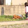 子犬と幼女
