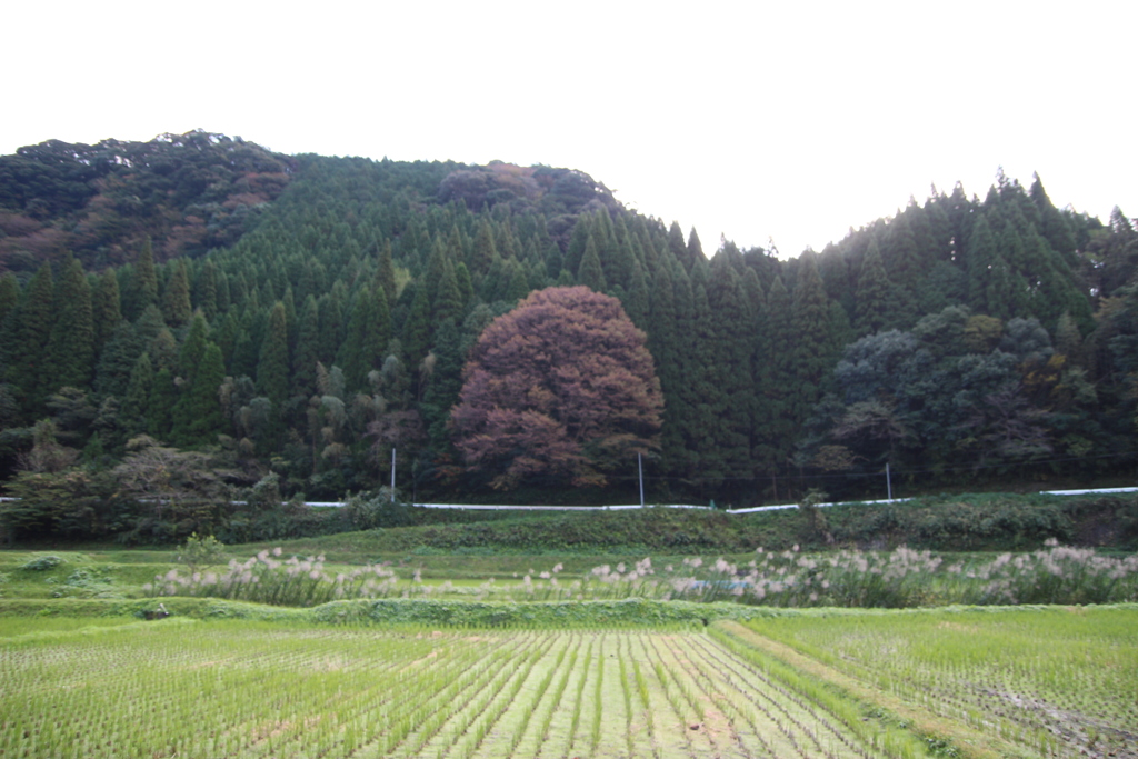 シンボルになりそうな木