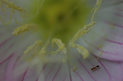蟻？月見草撮ってたのに、おかしいな。。。