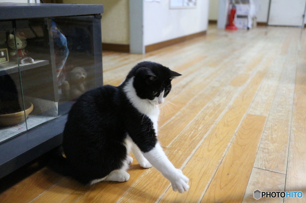 ぬこパンチ!