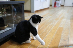 ぬこパンチ!