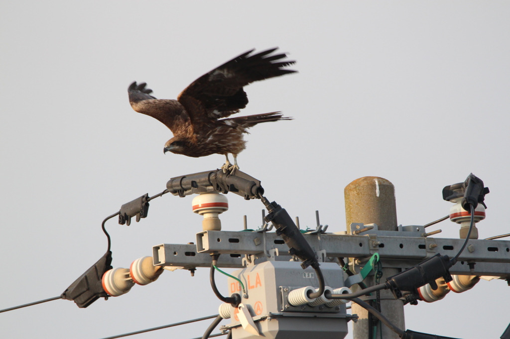 鳶が飛ぶ