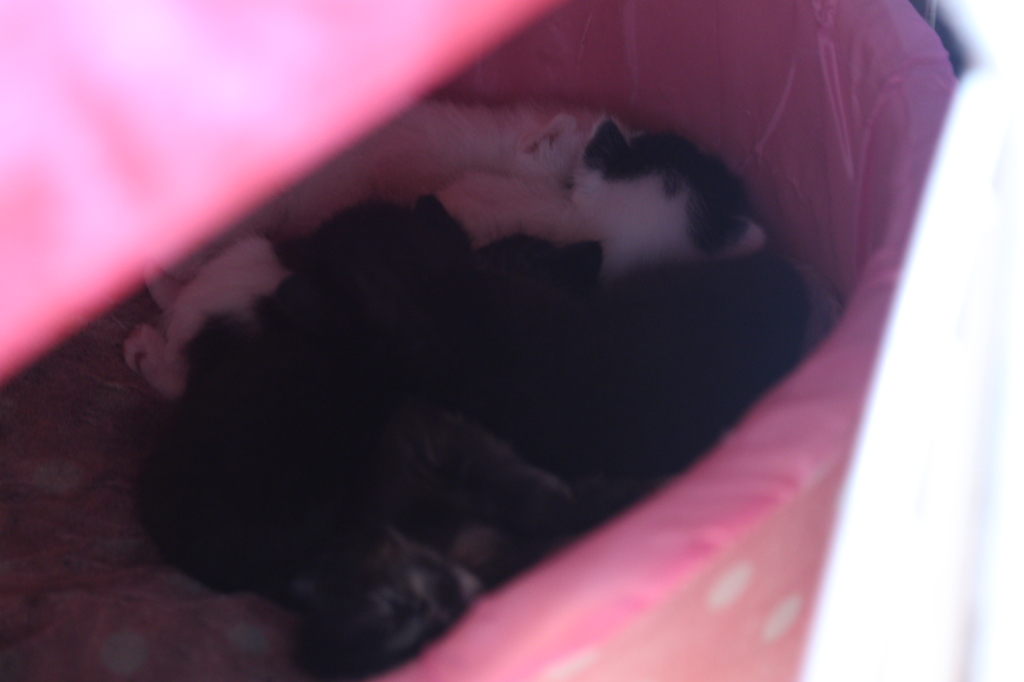 看板子猫達リベンジ＞＜
