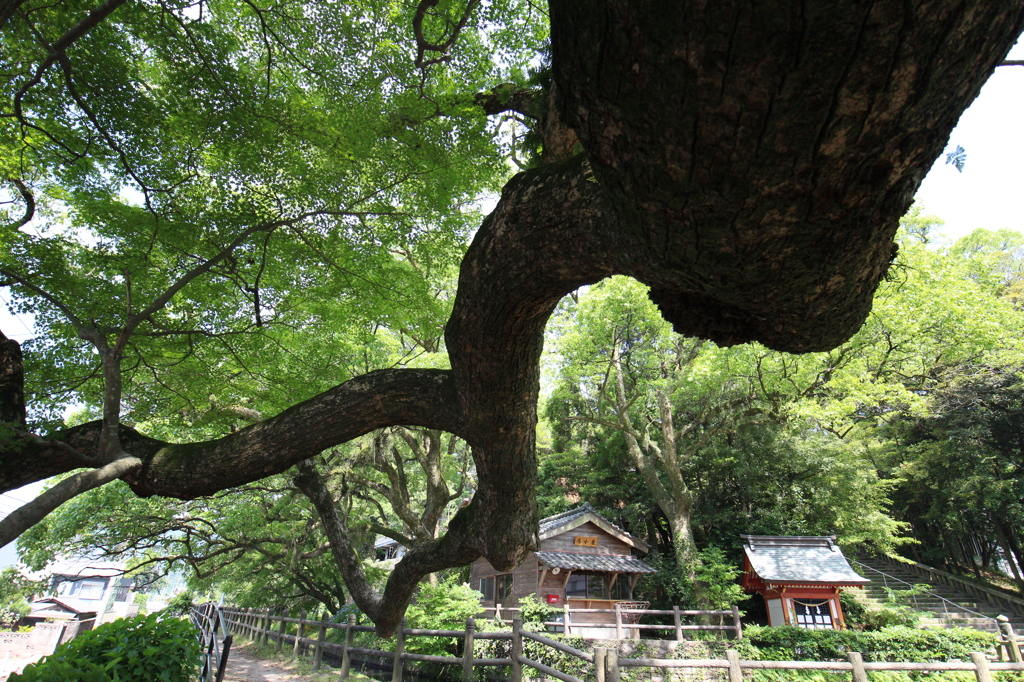 幹→枝