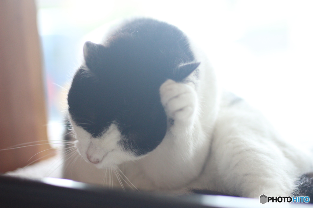 リアル招き猫