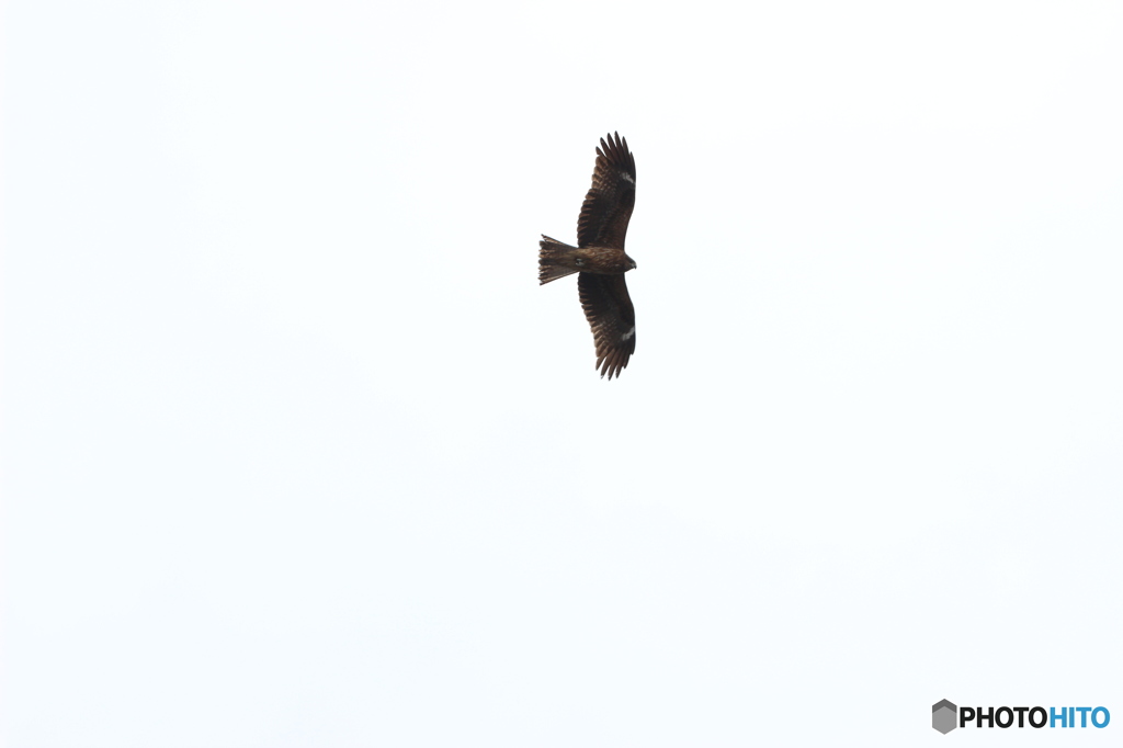 分かりにくいけど流し鳥