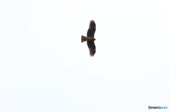 分かりにくいけど流し鳥