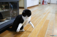 私に本気を出させるとはな!