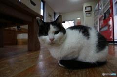 広々モフモフ