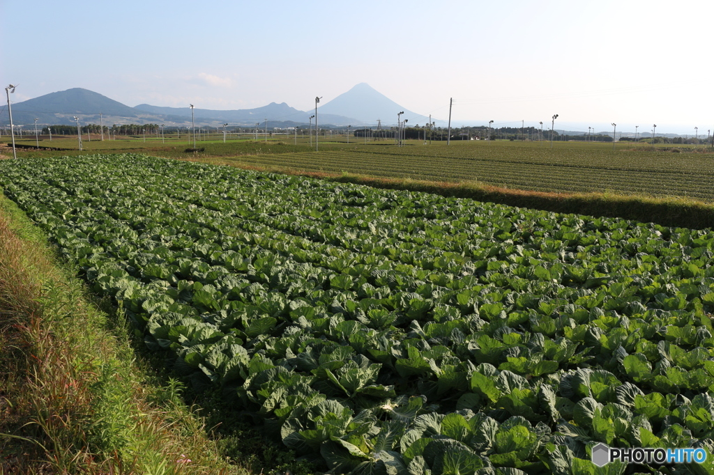 お茶の王国頴娃