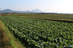 お茶の王国頴娃