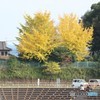 大きな銀杏の木の下で