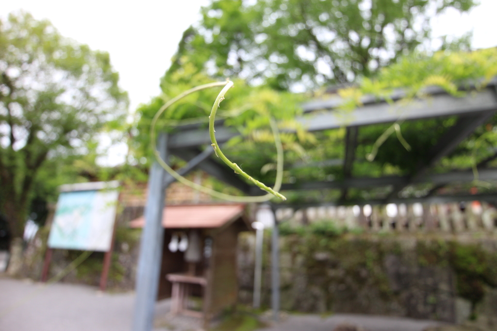 にょろーん蔓屋さん