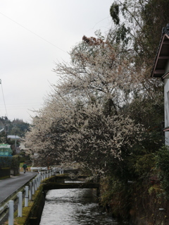 梅があんまり見事だったから（横から）