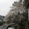 梅があんまり見事だったから（横から）