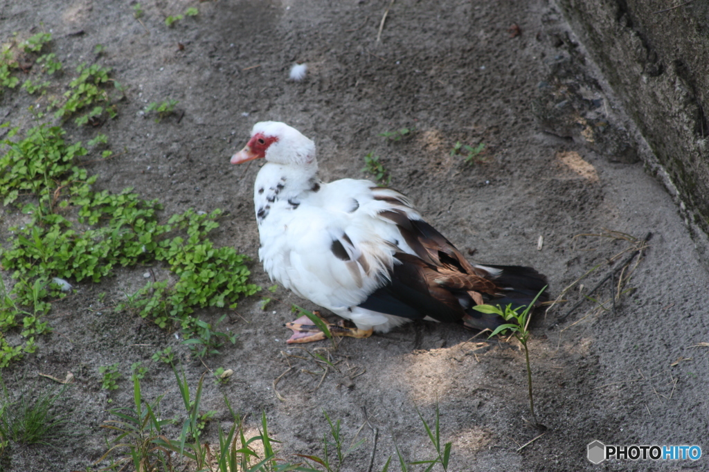 この鳥は。。。誰？