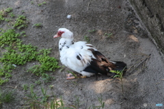 この鳥は。。。誰？