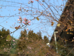 気になる花～♪