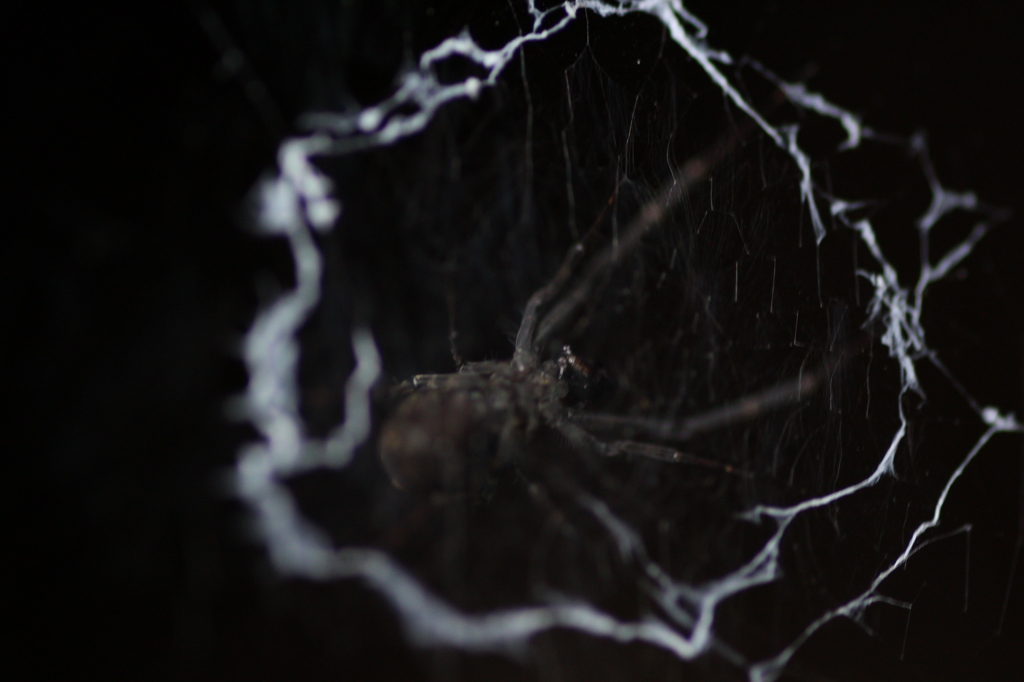 ハングリースパイダー