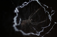 ハングリースパイダー