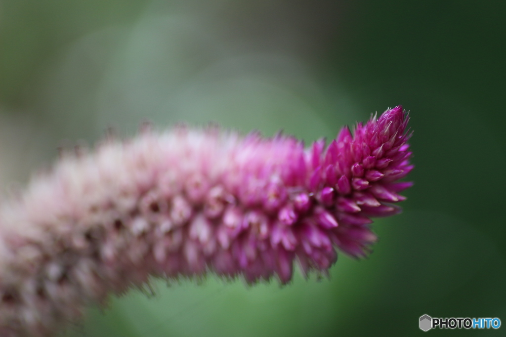 しっぽのに寄ってみた(´・ω・｀)