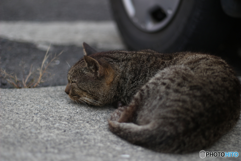 吾輩は猫である。