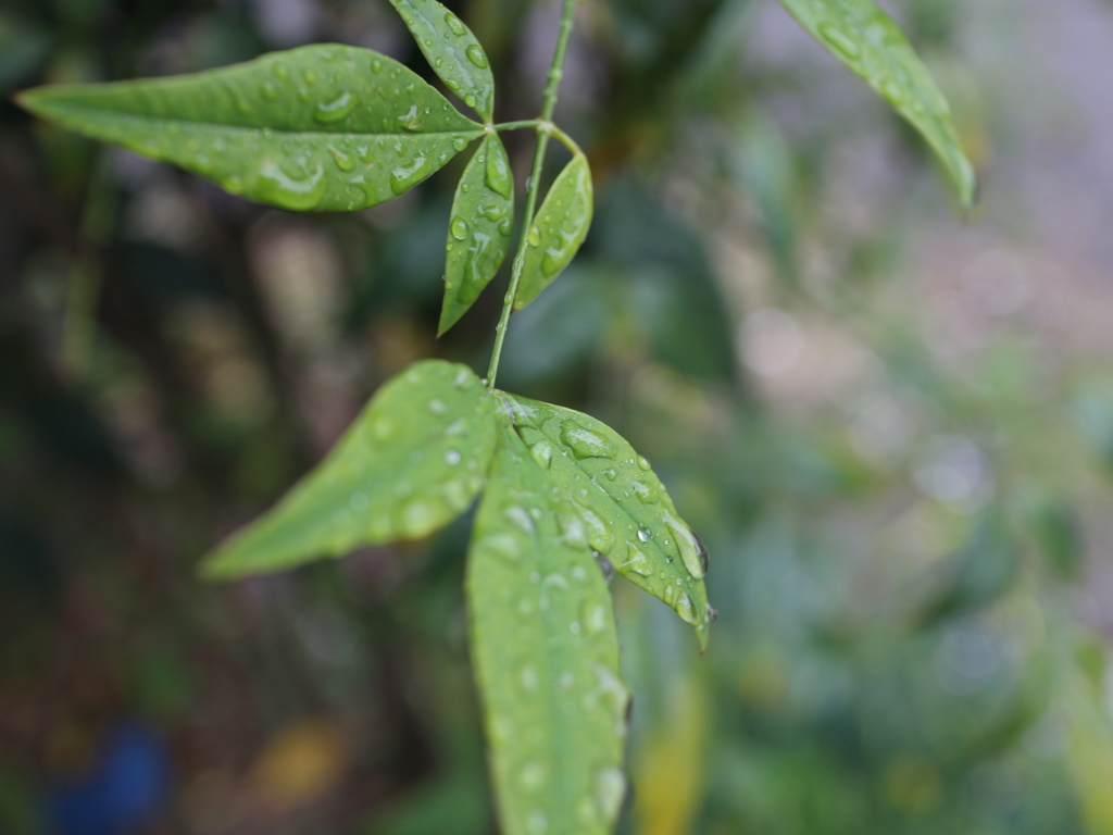 雨の降る日は4