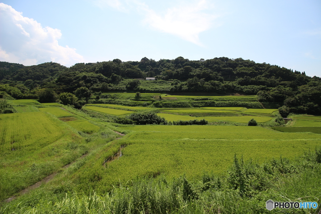 産業道路沿いの棚田群