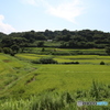 産業道路沿いの棚田群