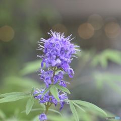 散歩中に見つけた花