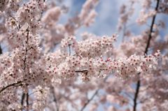 桜１