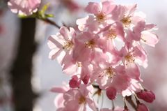 桜３