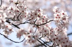 桜２