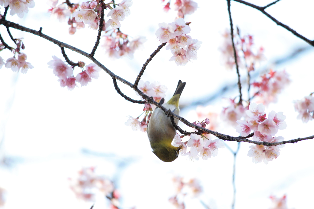 うめじろー