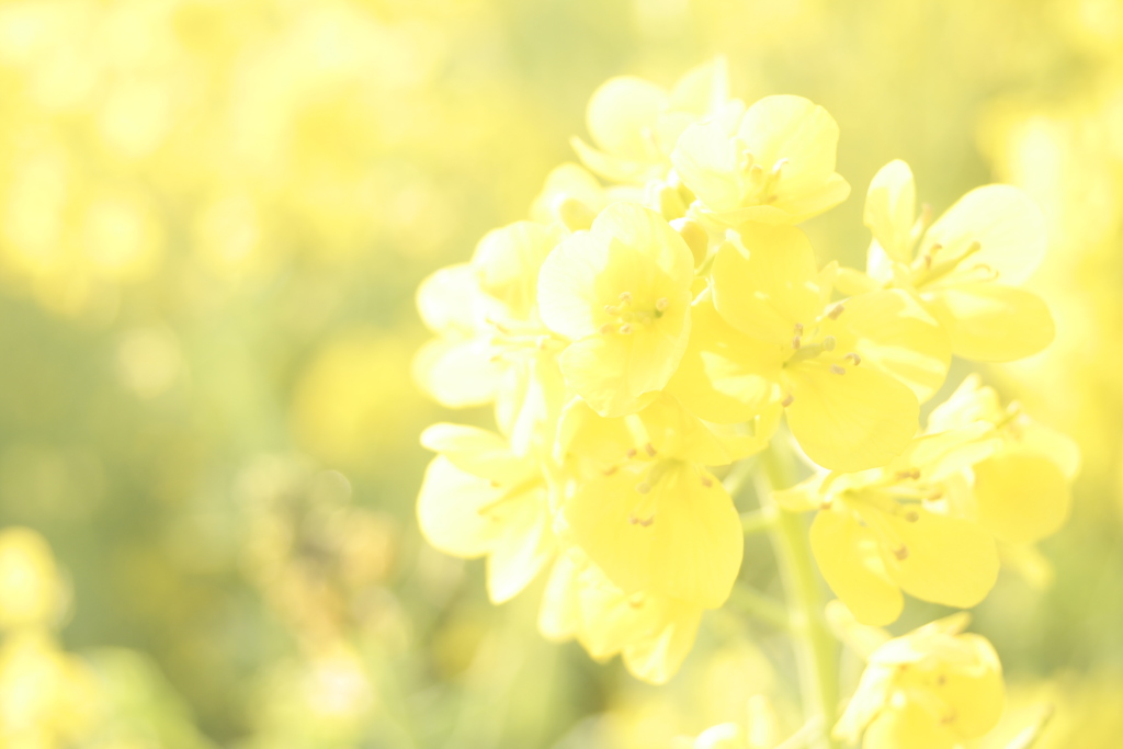 菜の花