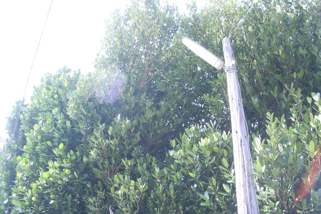 電柱
