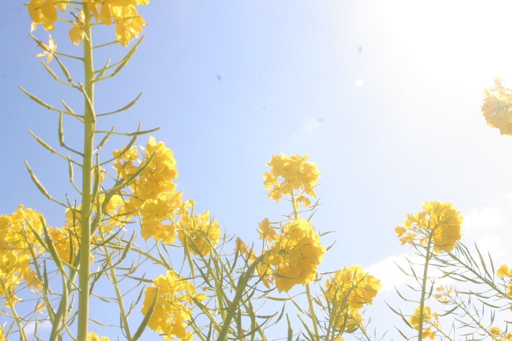 菜の花畑(2)