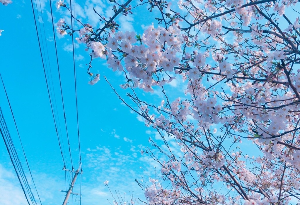 さくら