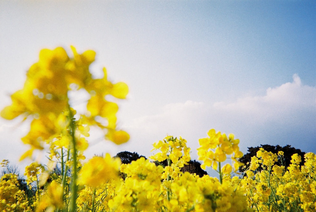菜の花