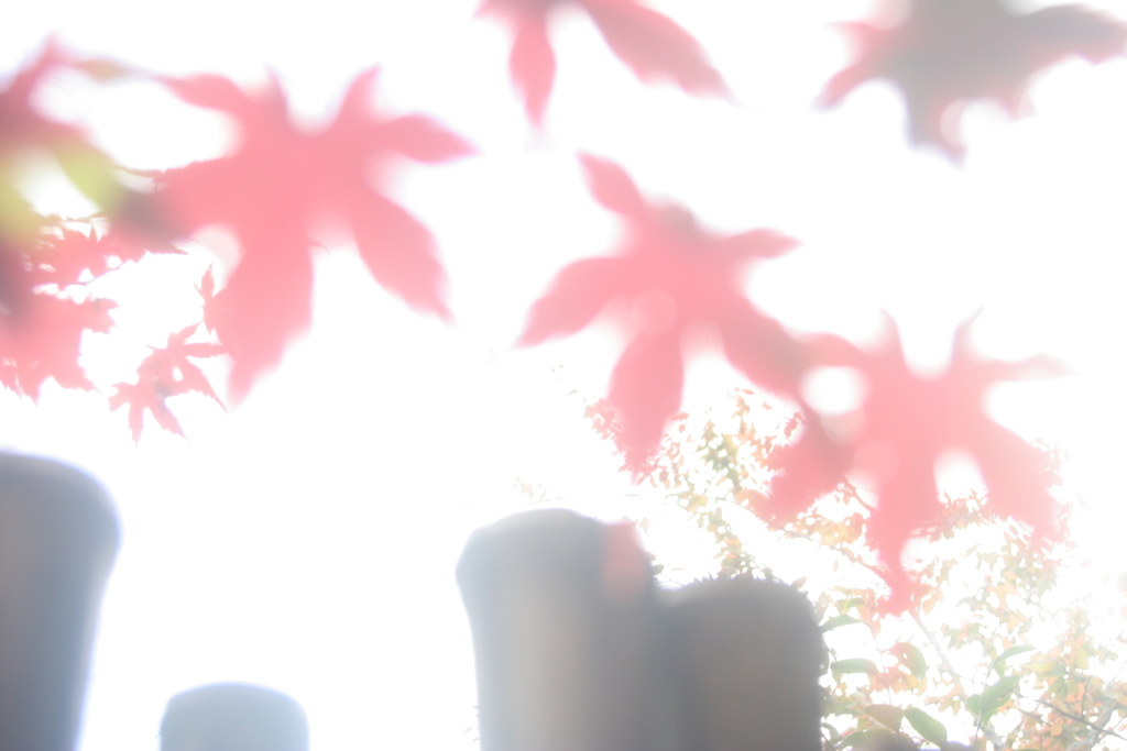 もみじ5