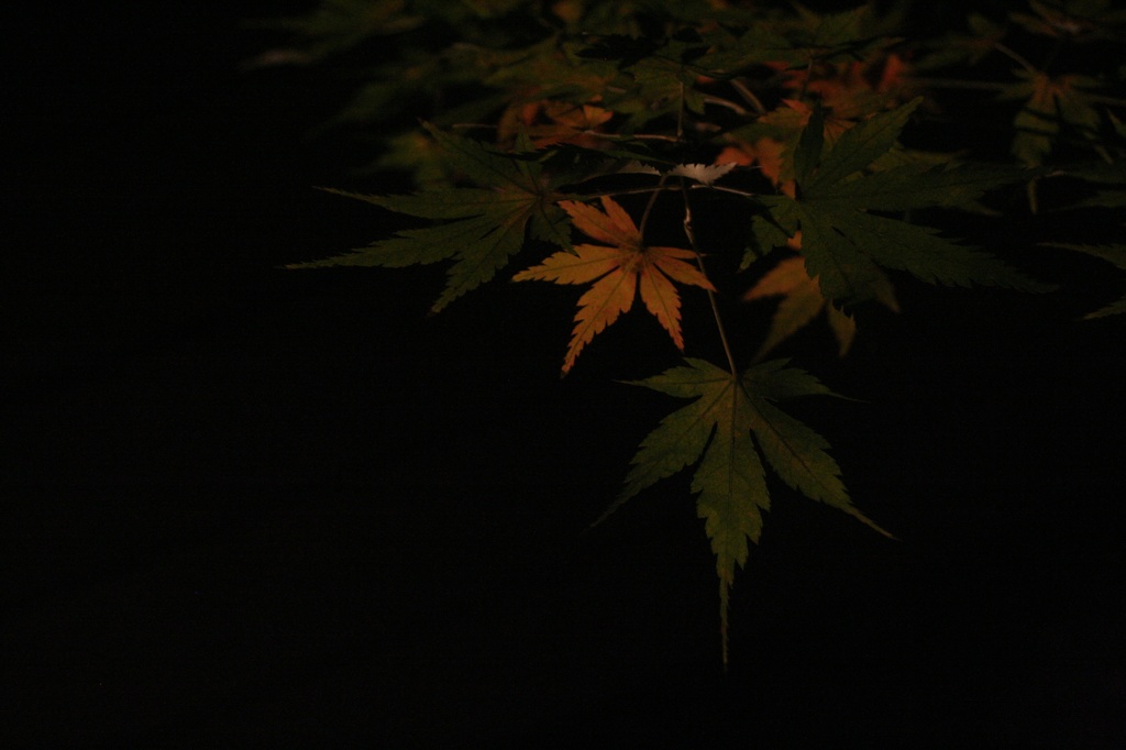 夜もみじ