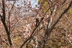 桜の風景　小鳥たち　0402　02
