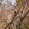 桜の風景　小鳥たち　0402　02