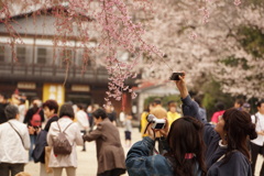 桜を楽しむ　01